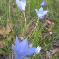 Wahlenbergia stricta subsp. stricta at Kambah, ACT - 7 Nov 2017