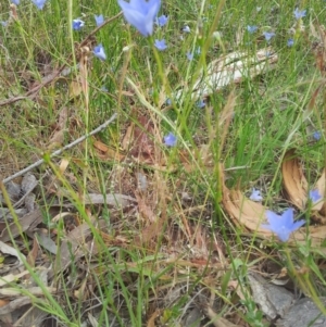 Wahlenbergia stricta subsp. stricta at Kambah, ACT - 7 Nov 2017