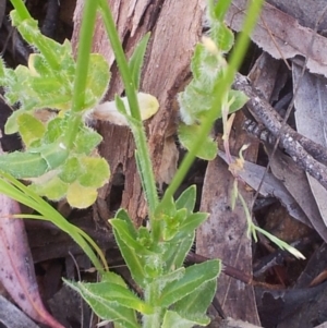 Wahlenbergia stricta subsp. stricta at Kambah, ACT - 7 Nov 2017 09:53 AM