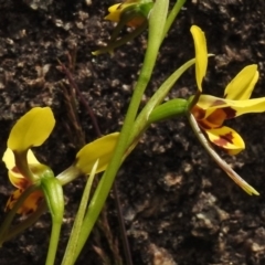 Diuris sulphurea (Tiger Orchid) at Booth, ACT - 7 Nov 2017 by JohnBundock