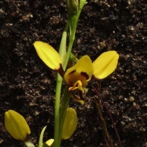 Diuris sulphurea at Booth, ACT - suppressed