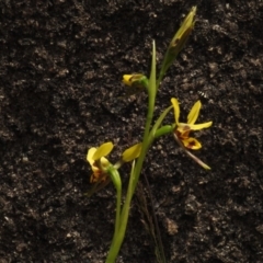 Diuris sulphurea at Booth, ACT - suppressed