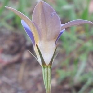 Wahlenbergia luteola at Kambah, ACT - 7 Nov 2017