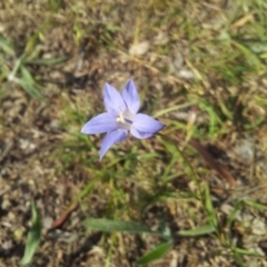 Wahlenbergia luteola at Kambah, ACT - 7 Nov 2017