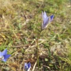 Wahlenbergia luteola at Kambah, ACT - 7 Nov 2017