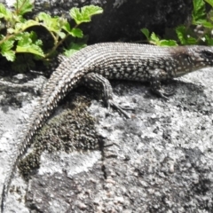 Egernia cunninghami (Cunningham's Skink) at Booth, ACT - 7 Nov 2017 by JohnBundock