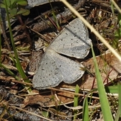 Taxeotis (genus) (Unidentified Taxeotis geometer moths) at Booth, ACT - 7 Nov 2017 by JohnBundock