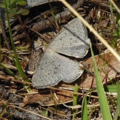 Taxeotis (genus) (Unidentified Taxeotis geometer moths) at Booth, ACT - 7 Nov 2017 by JohnBundock