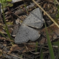 Taxeotis (genus) at Booth, ACT - 7 Nov 2017 02:15 PM