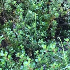 Microtis (genus) (onion orchids) at Barton, ACT - 8 Nov 2017 by AaronClausen