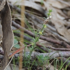 Galium gaudichaudii subsp. gaudichaudii (Rough Bedstraw) at Tuggeranong Hill - 24 Oct 2017 by michaelb