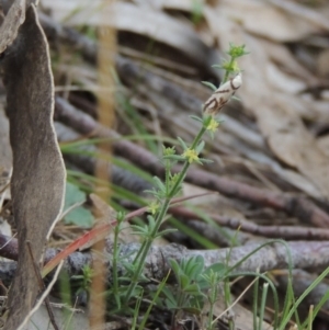 Galium gaudichaudii subsp. gaudichaudii at Conder, ACT - 24 Oct 2017 06:51 PM