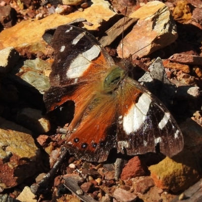 Vanessa itea (Yellow Admiral) at Booth, ACT - 6 Nov 2017 by JohnBundock