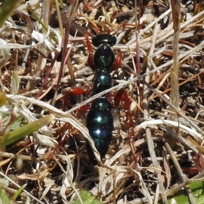 Diamma bicolor (Blue ant, Bluebottle ant) at Booth, ACT - 7 Nov 2017 by JohnBundock