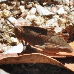 Goniaea australasiae (Gumleaf grasshopper) at Booth, ACT - 7 Nov 2017 by JohnBundock