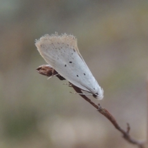 Thalerotricha mylicella at Conder, ACT - 24 Oct 2017 07:19 PM