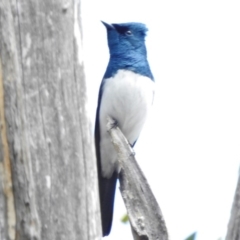 Myiagra cyanoleuca (Satin Flycatcher) at Booth, ACT - 7 Nov 2017 by JohnBundock