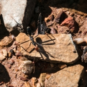 Leptomyrmex erythrocephalus at Booth, ACT - 7 Nov 2017 09:53 AM