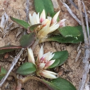 Alternanthera sp. A Flora of NSW (M. Gray 5187) J. Palmer at Googong, NSW - 8 Nov 2017