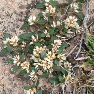 Alternanthera sp. A Flora of NSW (M. Gray 5187) J. Palmer at Googong, NSW - 8 Nov 2017