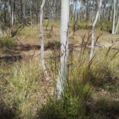 Rytidosperma pallidum (Red-anther Wallaby Grass) at Kambah, ACT - 8 Nov 2017 by RosemaryRoth