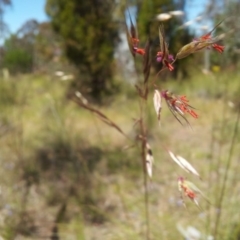 Rytidosperma pallidum at Kambah, ACT - 8 Nov 2017