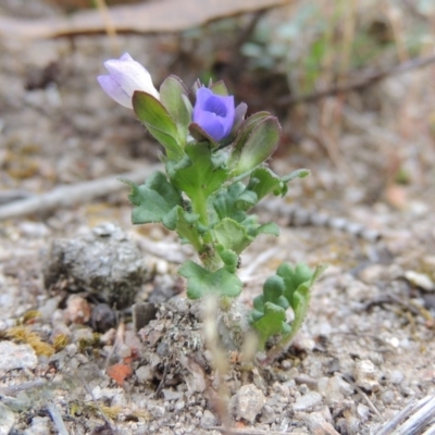 Veronica calycina (Hairy Speedwell) at Conder, ACT - 24 Oct 2017 by michaelb