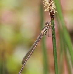 Austrolestes analis (Slender Ringtail) at Uriarra Village, ACT - 4 Nov 2017 by HarveyPerkins