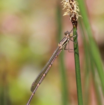 Austrolestes analis (Slender Ringtail) at Uriarra Village, ACT - 4 Nov 2017 by HarveyPerkins