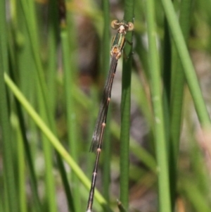 Austrolestes analis at Uriarra Village, ACT - 4 Nov 2017