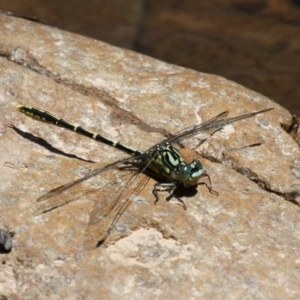 Austrogomphus guerini at Cotter River, ACT - 4 Nov 2017