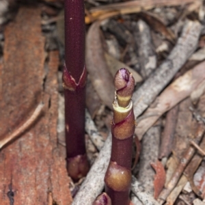 Dipodium punctatum at Gungahlin, ACT - 7 Nov 2017