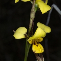 Diuris sulphurea (Tiger Orchid) at Gungahlin, ACT - 7 Nov 2017 by DerekC