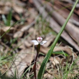 Caladenia alpina at Paddys River, ACT - 9 Nov 2017