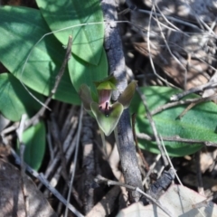 Chiloglottis valida (Large Bird Orchid) at Paddys River, ACT - 9 Nov 2017 by MattM