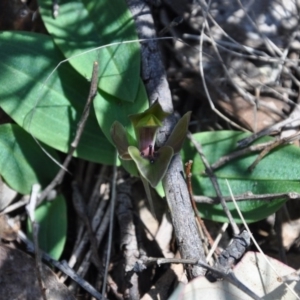 Chiloglottis valida at Paddys River, ACT - 9 Nov 2017