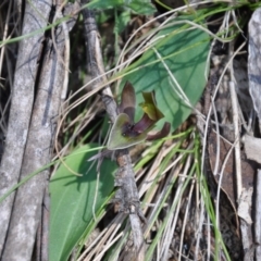 Chiloglottis valida at Paddys River, ACT - suppressed