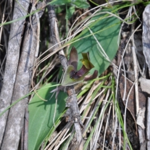 Chiloglottis valida at Paddys River, ACT - suppressed