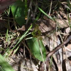 Chiloglottis valida (Large Bird Orchid) at Paddys River, ACT - 9 Nov 2017 by MattM