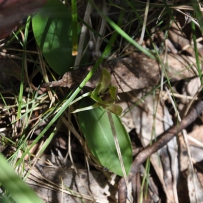 Chiloglottis valida (Large Bird Orchid) at Paddys River, ACT - 9 Nov 2017 by MattM