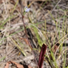 Thelymitra sp. (A Sun Orchid) at Canberra Central, ACT - 9 Nov 2017 by petersan