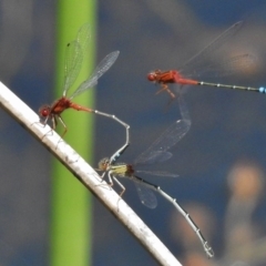 Xanthagrion erythroneurum (Red & Blue Damsel) at Bullen Range - 9 Nov 2017 by JohnBundock