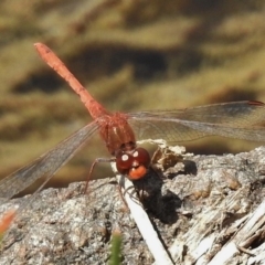 Diplacodes bipunctata (Wandering Percher) at Bullen Range - 9 Nov 2017 by JohnBundock