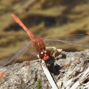 Diplacodes bipunctata at Bullen Range - 9 Nov 2017