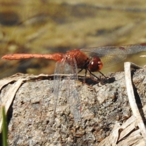 Diplacodes bipunctata at Bullen Range - 9 Nov 2017