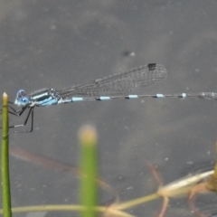 Austrolestes leda (Wandering Ringtail) at Bullen Range - 9 Nov 2017 by JohnBundock