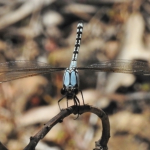 Diphlebia nymphoides at Bullen Range - 9 Nov 2017 10:25 AM