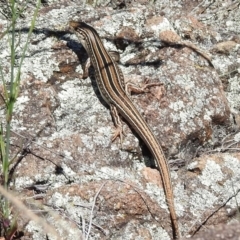 Ctenotus robustus (Robust Striped-skink) at Bullen Range - 9 Nov 2017 by JohnBundock