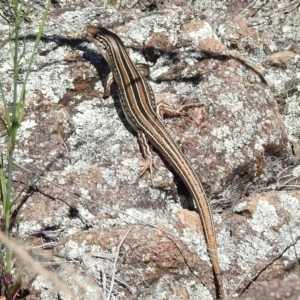 Ctenotus robustus at Bullen Range - 9 Nov 2017