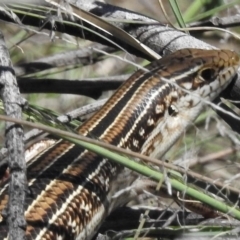 Ctenotus robustus at Bullen Range - 9 Nov 2017